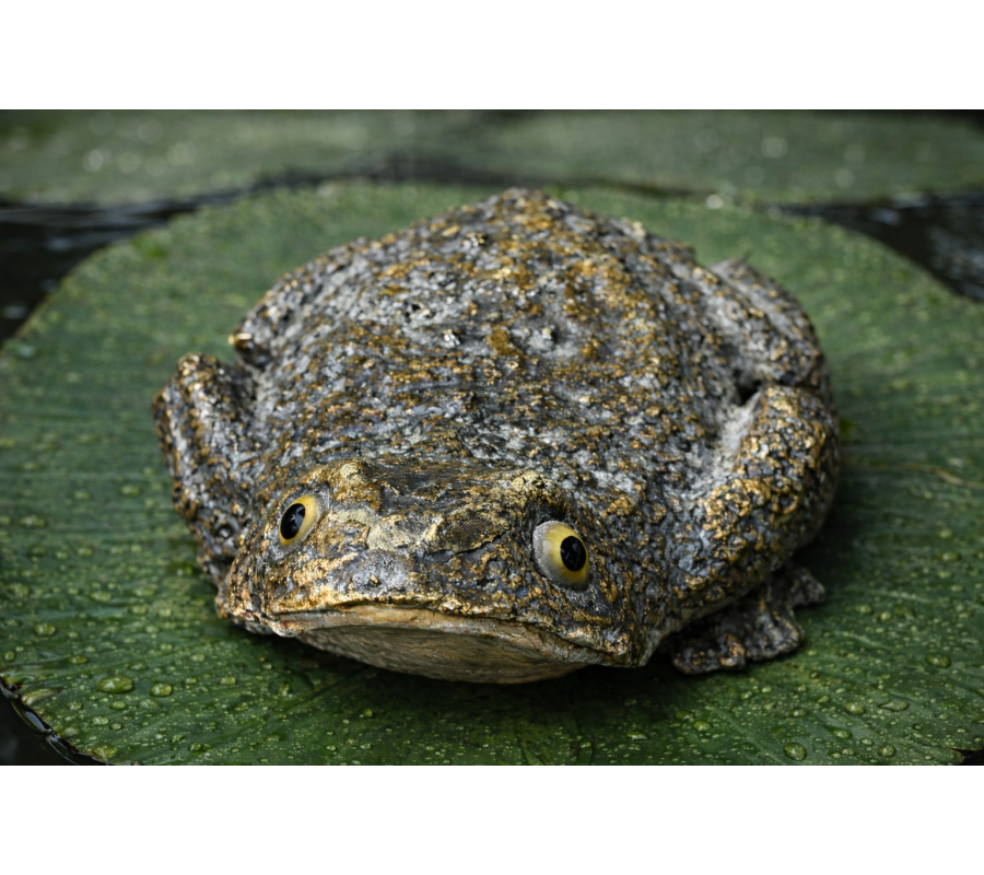 frog_on_lily_pad